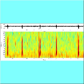 Pygocentrus nattereri_spectrogram.png